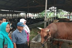 DKP2P periksa kesehatan hewan kurban