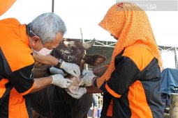 Pemkab Gresik terjunkan tim dokter periksa hewan kurban