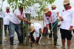 Pemprov Malut fokus tanam pohon mangrove