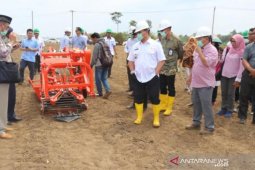 Gubernur Babel bersama petani saksikan penanaman singkong modern