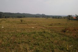 2.760 hektare tanaman padi di Lebak kekeringan, terancam gagal panen