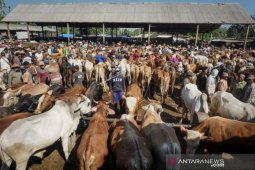 Termurah tapi Berkualitas, Global Qurban ACT Kaltim Tawarkan Hewan Qurban Rp1,65Juta