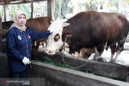 Bengkulu dapat bantuan seekor sapi seberat 1,02 ton dari Jokowi