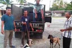 Polisi tembak pencuri ternak di Nagan Raya