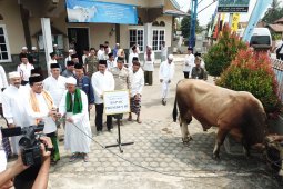 Gubernur serahkan sapi kurban Presiden berbobot 850 kilogram ke masyarakat