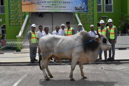 Kideco Bagikan 112 Ekor Sapi Qurban
