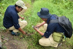Diduga harimau berkeliaran di Labura