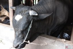 Pemkot Ambon sumbang 60 hewan kurban Idul Adha 1440 H
