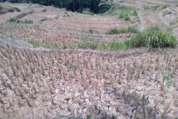 Atasi kekeringan dengan pompanisasi terkendala sumber air selama musim kemarau