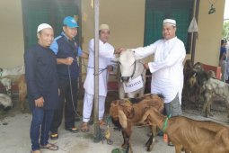 PWI Kalsel sembelih lima sapi kurban