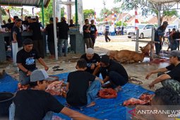 PT Timah Tbk potong 19 ekor hewan kurban di Mentok