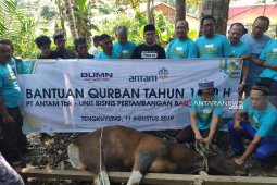Antam salurkan lima ekor sapi kurban pada Lebaran Idul Adha