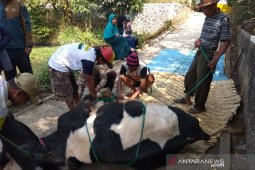 Petugas kesehatan hewan memeriksa daging kurban di Garut