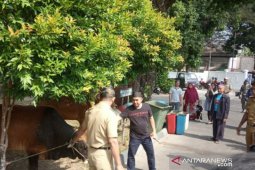 Pemkot Pangkalpinang potong lima sapi kurban