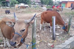 PD Muhammadiyah Kutim Tingkatkan Kepedulian Sosial, Sembelih 39 Sapi dan 15 Kambing