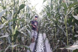 Virus bulai serang jagung petani Sariak Pasaman Barat