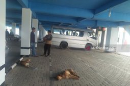 Mukomuko mendapat ribuan dosis vaksin cegah rabies