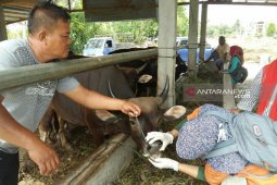 Petugas temukan hewan kurban terkena hepatitis di Mukomuko