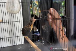 Peternak burung murai batu