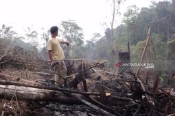 Pembukaan kebun picu kebakaran di Rejang Lebong