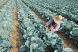 Biaya ekstra petani Kubis