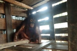Setelah dirawat tujuh tahun, orang utan diserahkan
