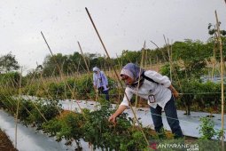 Kalbar kembangkan pertanian bawang putih di perbatasan
