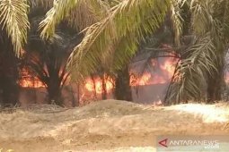Perkumpulan Hijau menyatakan pemda gagal antisipasi karhutla tahun ini