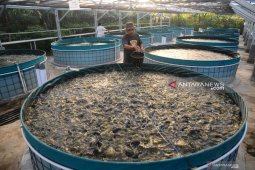 Fish farmers pushed to produce feed