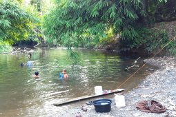 Penyelamatan "herbal ajaib" dari hutan rimba Kalimantan