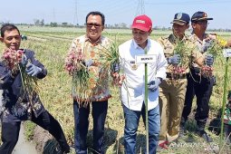 BI Kediri buat demplot untuk dukung penanaman bawang merah di Nganjuk