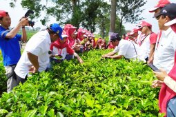 Peserta SMN Sulawesi Tengah "petik teh" di  Kebun Teh PTPN IV