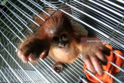 Warga Abdya serahkan satu ekor anak orangutan ke  BKSDA