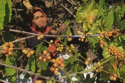 Harga Kopi Di Kuningan Turun