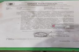 Kadis Pertanian Madina minta kelompok tani ganti kerbau yang dijual