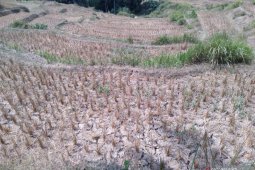 123 hektare sawah di Karawang puso