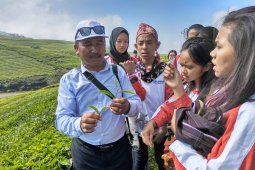 Peserta SMN NTT kunjungi Perkebunan Teh Kayu Aro