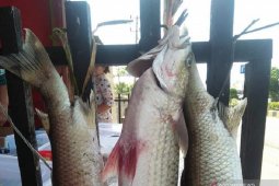 DKP Mukomuko bentuk kelompok konservasi ikan mikih