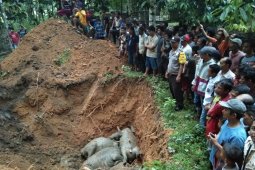 19 ekor kerbau yang mati disambar petir dikubur secara massal
