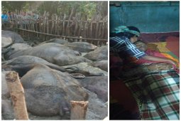 Seorang pengembala tewas disambar petir bersama belasan ekor kerbaunya