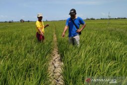 Pemdes Rias kumpulkan Poktan atasi kekeringan sawah