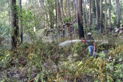 Kebakaran nyaris habiskan hutan mahoni di Rejang Lebong
