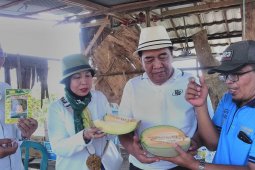 Ketua DPRD panen melon di Sungai Ulin