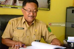 Dinas Pertanian Padangsidimpuan targetkan produksi padi 66.550 ton, Salak 825 ton pada 2020