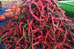 Harga cabai merah masih tinggi di Aceh Timur