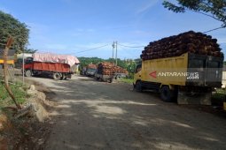 Harga TBS naik, produksi sawit di Abdya Anjlok