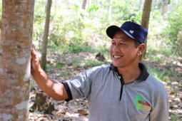 Petani binaan YABN sukses budidaya karet unggul