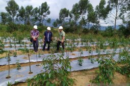 TPL bina 50 poktan untuk pola tanam tumpang sari