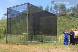 Sepasang elang dilepasliarkan di Hutan Kamojang Garut