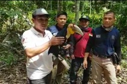 KPH Tabalong selamatkan  burung langka Julang Emas